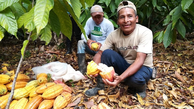 cacao